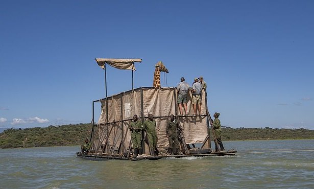 В Кении спасают редчайших жирафов, оказавшихся в беде
