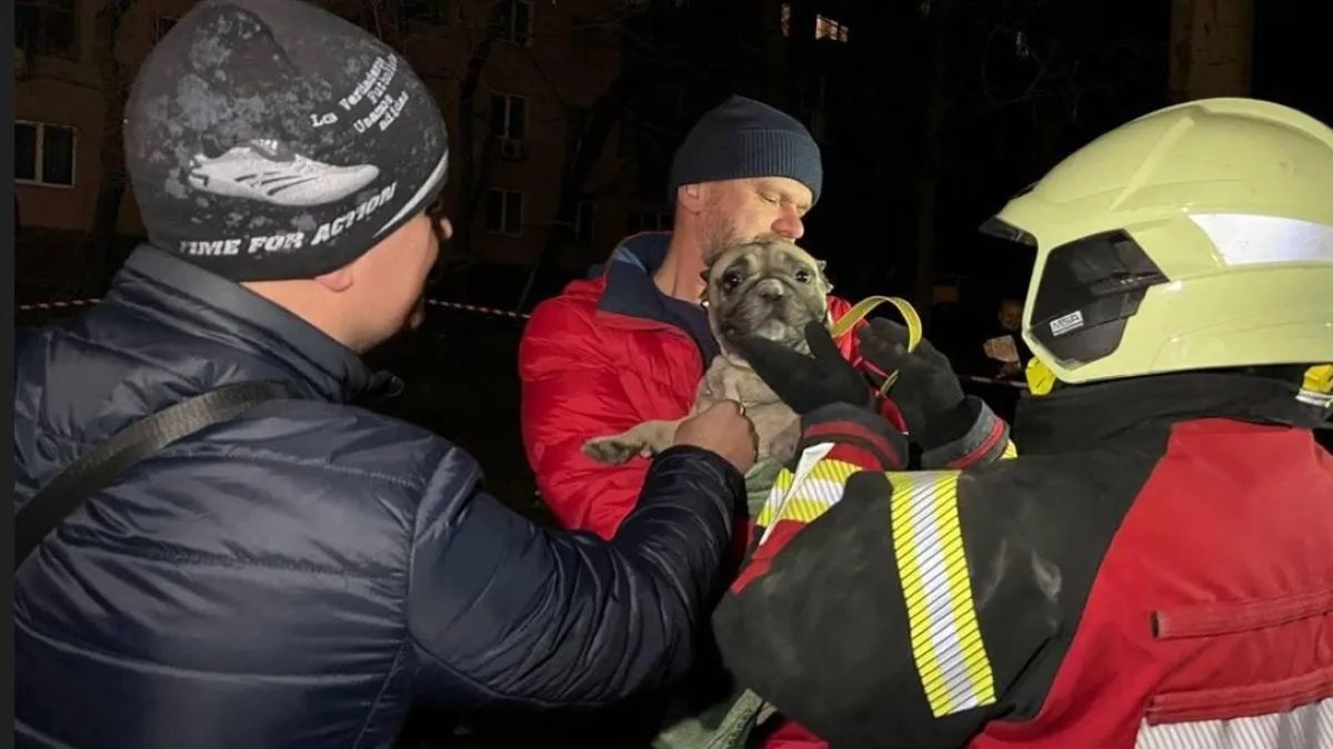 В Запорожье продолжаются спасательные работы в разрушенном ракетой доме, из-под завалов получили несколько животных